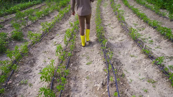 Agricultural plant breeding. alt