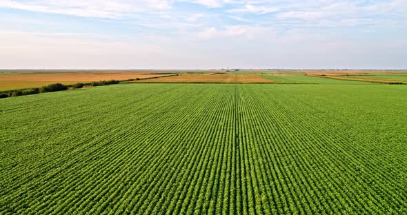 Aerial shot of green soybean crops at agricultural farm alt