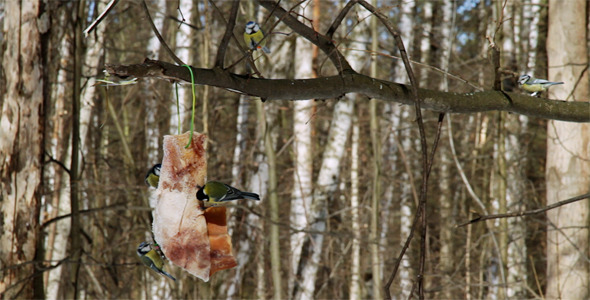 Chickadees on Tree Branch
