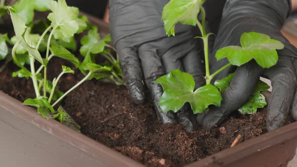 Closeup Female Hands Transplanting Green Plant Into the Pot for Growing on the Balcony alt