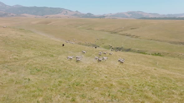 Aerial Slow Motion of Running Zebras Herd in Open Space Rancho California Park alt