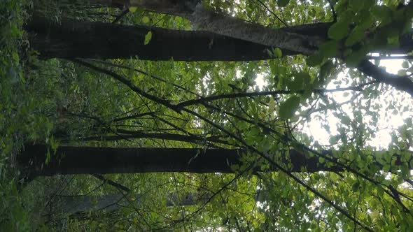 Vertical Video of the Forest on an Autumn Day Slow Motion alt