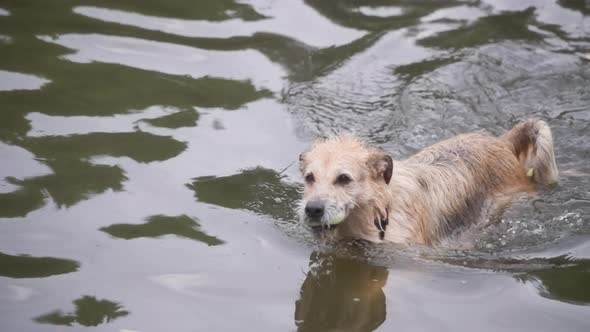 A dog swimming in a park pond