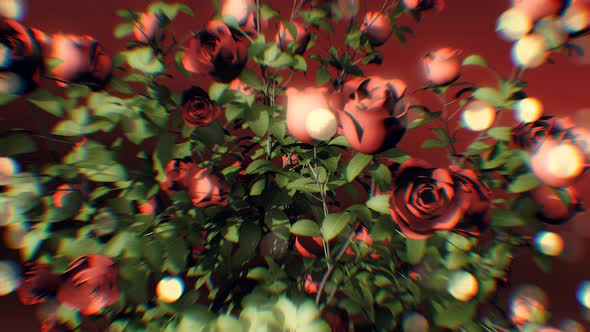 Red Roses Background 4K