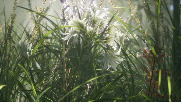 Grass Flower Field with Soft Sunlight for Background. alt