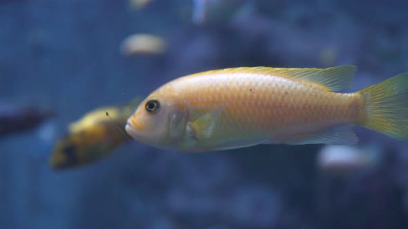 4k freshwater aquarium of the Guadalajara zoo, Jalisco, Mexico.  freshwater fish species alt