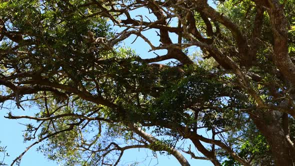 Monkey Walking Across Branch Tree In Gibraltar. Looking Up, Tracking Shot alt