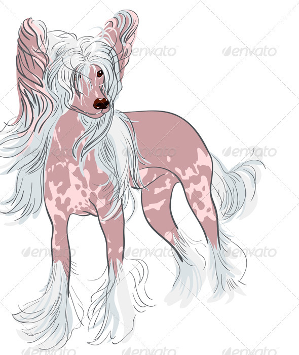Vector dog Chinese Crested breed - Animals Characters