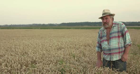 Senior Man Caresses Wheat Ripe Ears, Looks Around, Spreads His Arms and Rejoices alt