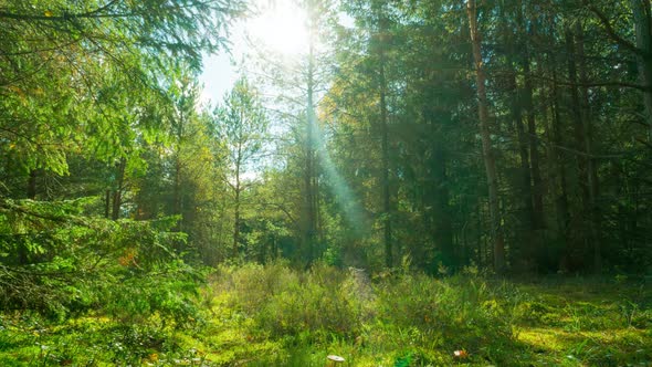 Magic forest and toadstools, 4k time-lapse with crane