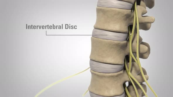 discboneandnerve.mov alt