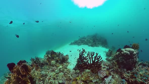 The Underwater World of a Coral Reef. Panglao, Philippines. alt