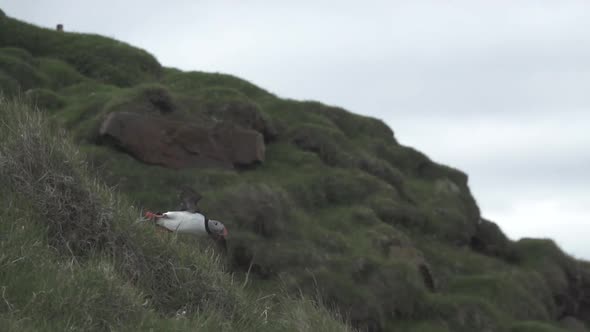 Puffin Gliding in Super Slow Motion, Profile View