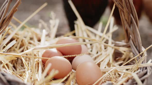 Fresh Chicken Eggs in the Basket alt