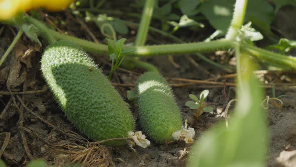 Inspection of the Bushes of Cucumbers. Women's Hands Picks Green Cucumbers. Hand Harvesting.Close-up