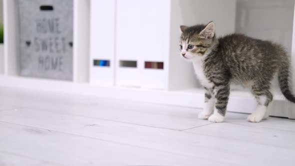 Small Kitten is Afraid Hisses Cat Has Hair Fur on End in Modern Light Interior alt