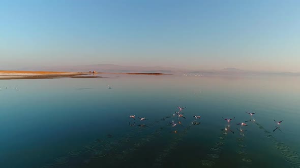 Flamingos flying in the sea. alt