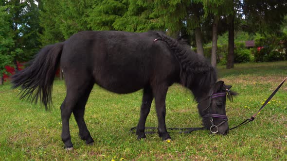 Black Pony Grazes on the Lawn in the City