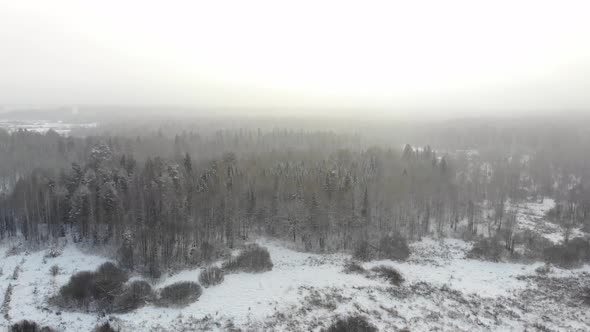 Taiga Forest Under Snow