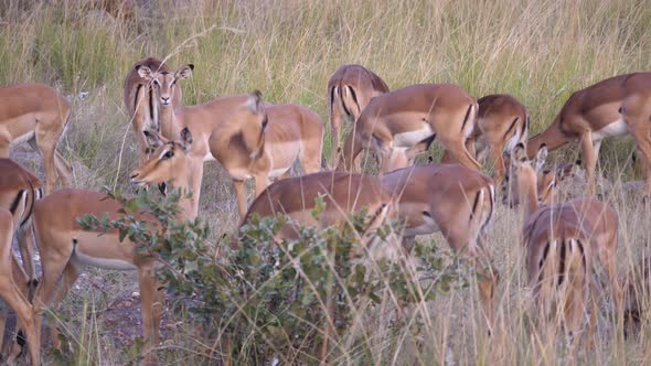 Herd of female impalas  alt