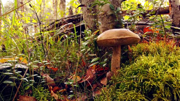 the Birch Mushroom Grows in the Forest