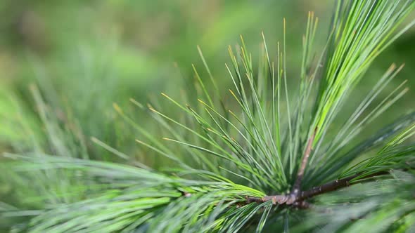 Spruce branches against the background of the park. alt