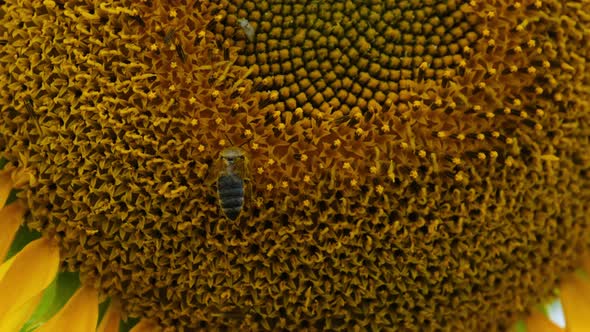 Sunflower in the Field and Bee Crawling on It on Sky Background Closeup alt