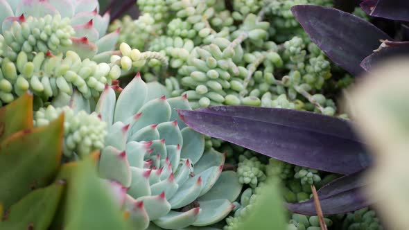 Succulent Plants Collection Gardening in California USA