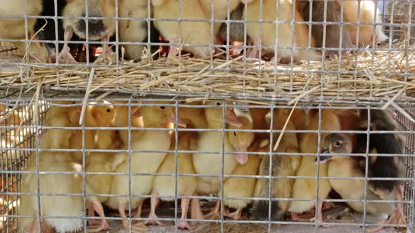 Many Ducklings in Wire Mesh Cage Ducks Ready for Sale at Local Market