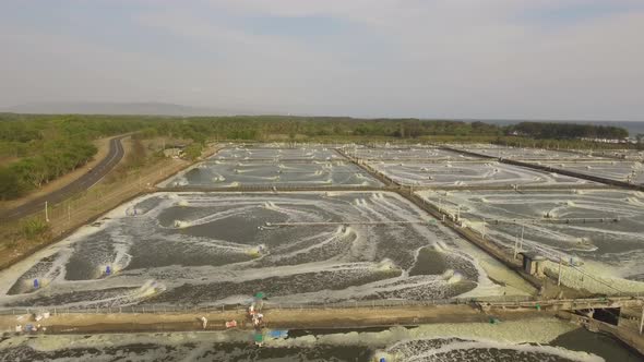 Shrimp Farming in Indonesia alt