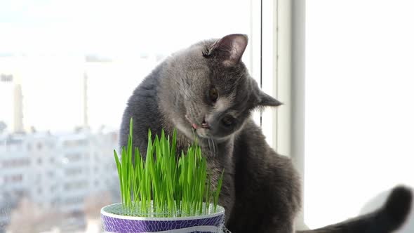 Gray Cat Chartreuse or British Eats Grass on the Windowsill