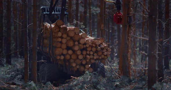 A loader of logs, lifts the cut timber and loads them into a trailer.