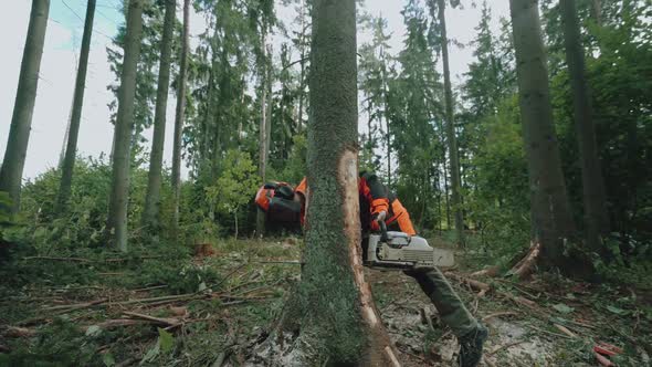 Female Logger in the Forest Young Specialist Woman in Protective Gear Cuts a Tree with a Chainsaw alt