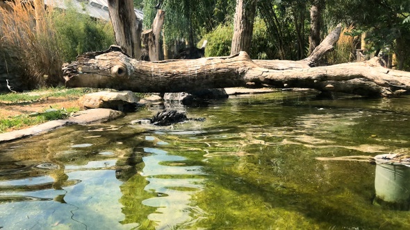 Humboldt penguin swimming in the river. alt