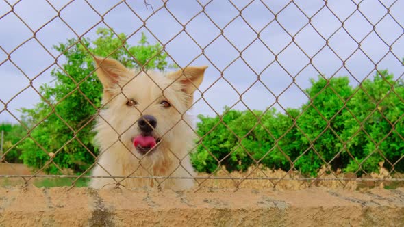 Abandoned Cute Dog Behind Bars