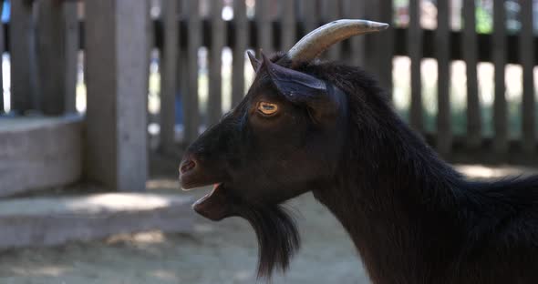 The black domestic goat (Capra hircus) alt