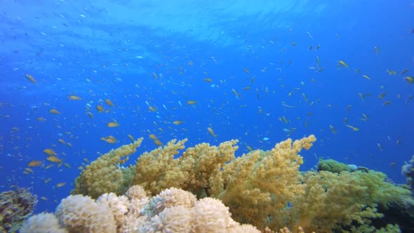 Coral Reef and Fishes Underwater alt