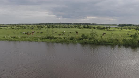 The Horse Herd Graze Along the Shore of the Lake. Wild Horses in Nature