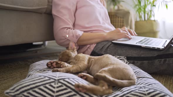 Woman Strokes Adorable Beige Kitten Working on Laptop