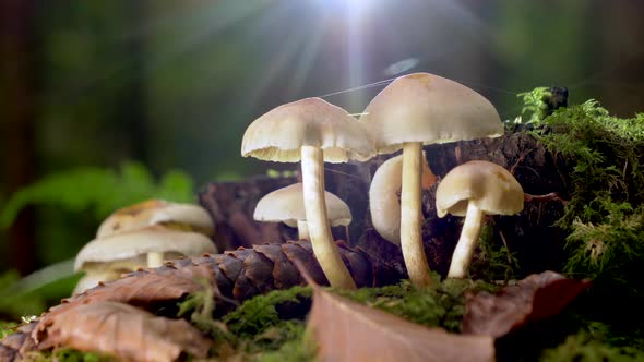 Toxic mushroom family between moss and fir cones in nature forest and sunlight in background.Close u alt