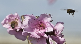 Insects, Bees, Beetles and Flowers