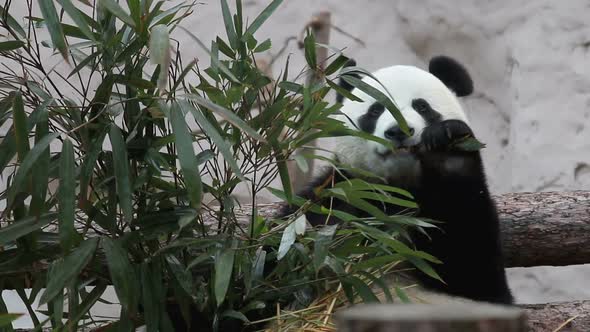 Hungry Panda Eating Bamboo Stems. Cute