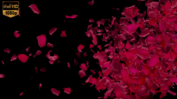 Red Rose Petals Flying By Right To Left Transition