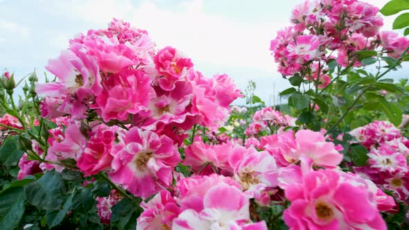 Beautiful delicate picturesque bush blooming roses on a summer day in the park. Rose garden. alt