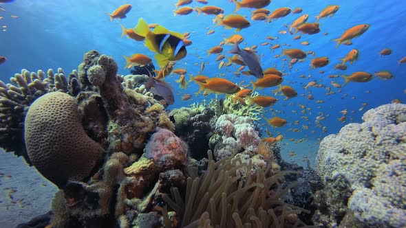 Underwater Background Clownfish alt