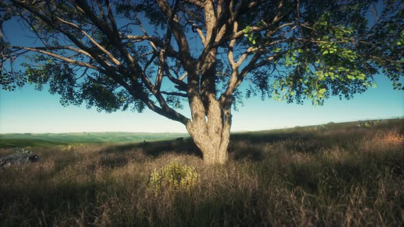 Big Tree on the African Savanna in Serengeti National Park of Tanzania alt