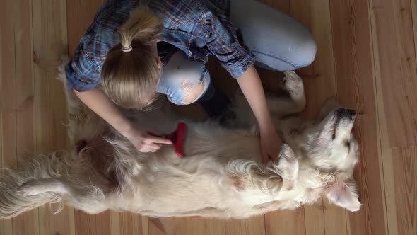 Pet Care. Woman Is Combing a Large Golden Retriever Dog with a Metal Grooming Comb at Home. Top View