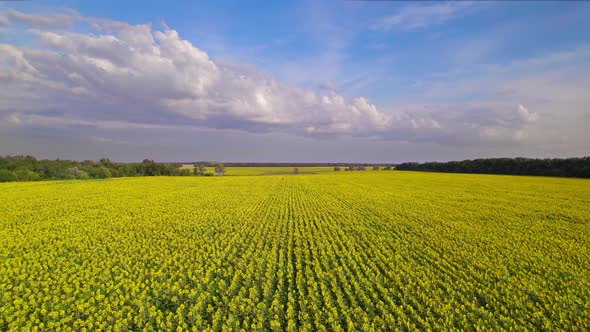 Bright yellow sunflower field, blooming oilseed flowers, blue sky with white clouds, harvest season.