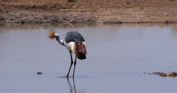 Grey Crowned Crane, balearica regulorum, Adult standing in waterhole, Grooming alt