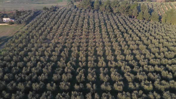 Olive tree grove aerial view in Italy alt